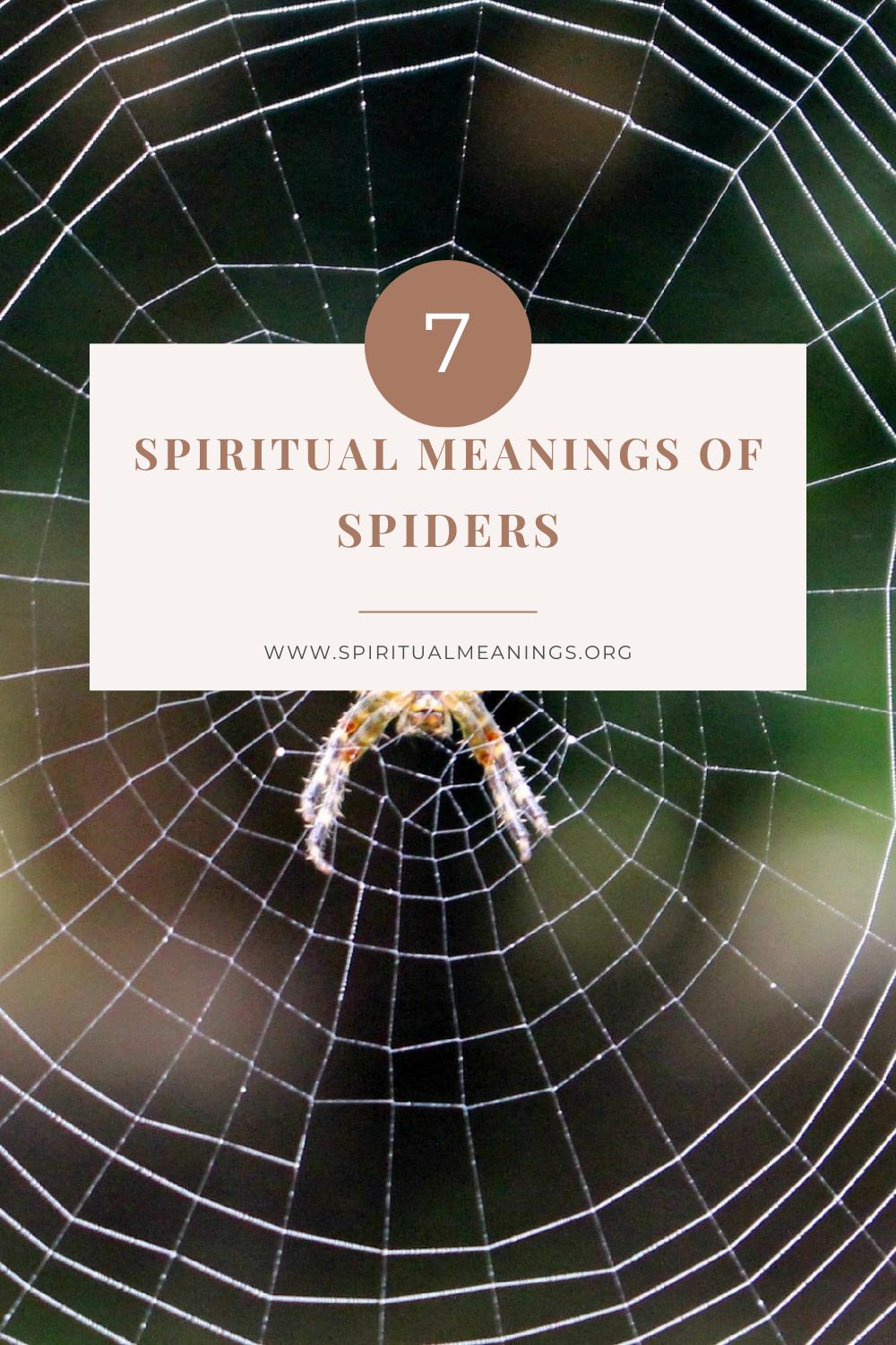 The Symbolism & Spiritual Meanings of Spiders