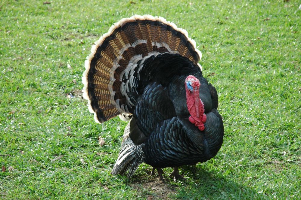 The Turkey as a Symbol
