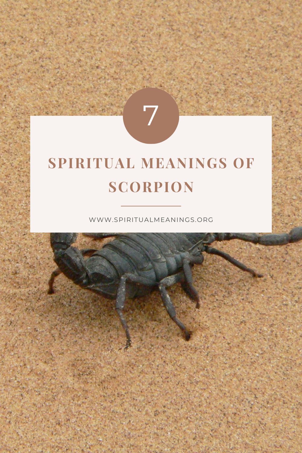The Varied Symbolism of Scorpions (Spiritual Meanings)