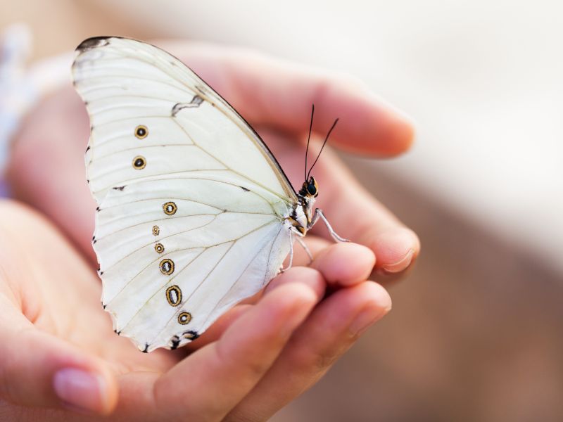 10 Spiritual Meanings Of Seeing A White Butterfly