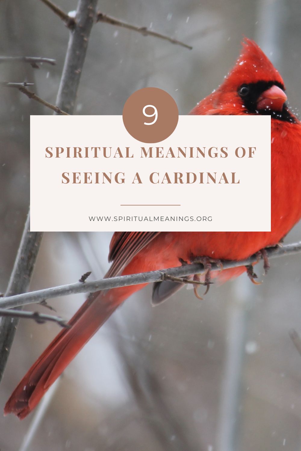 The characteristics of cardinals