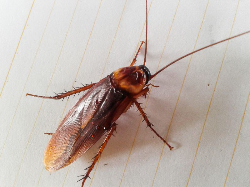 The cockroach spiritual meanings