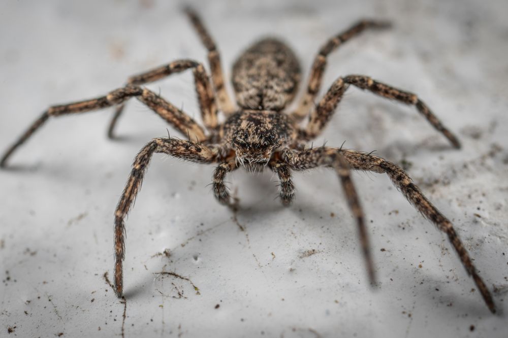 Understanding Spiritual Meanings Behind Your Spider Encounter