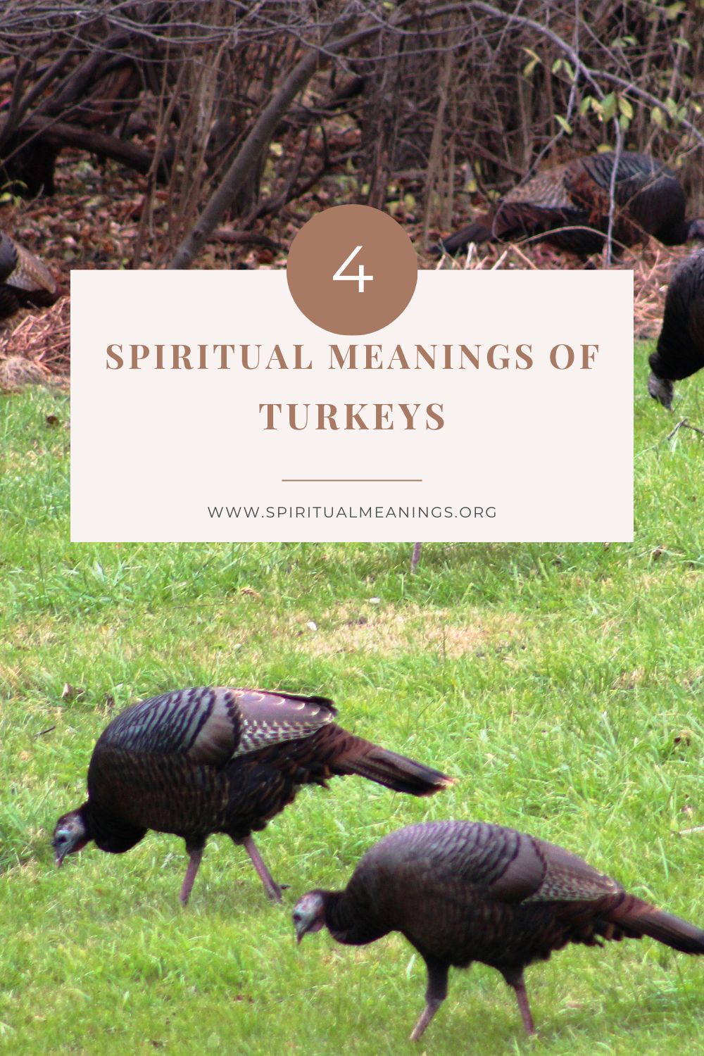 Understanding the Spiritual Meaning of Turkeys
