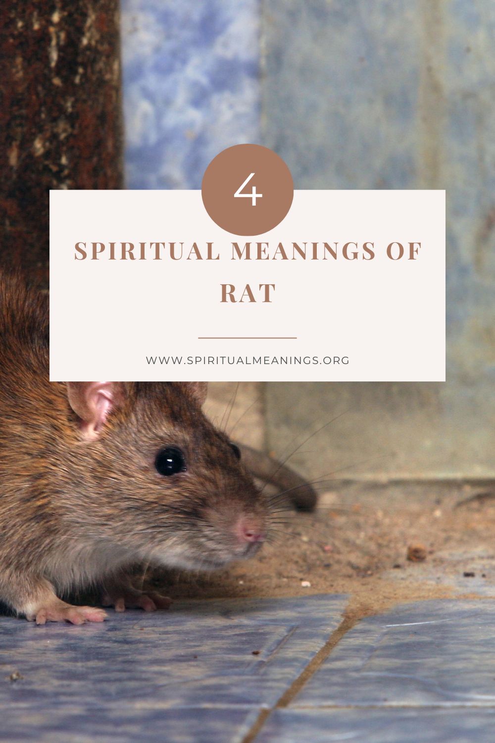 What Do Rats Symbolize