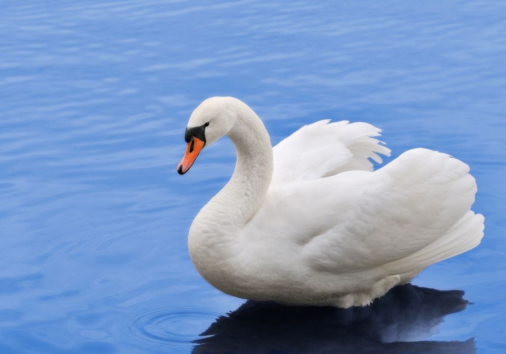 What Do Swans Symbolize?