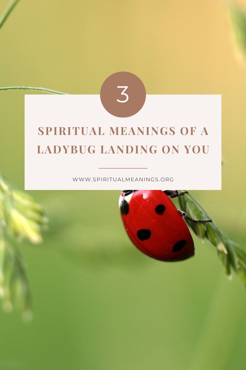 What Does It Mean When a Ladybug Lands on You? (Spiritual Meanings)
