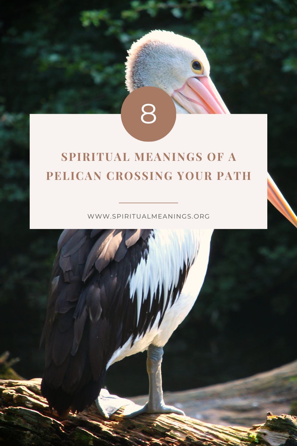 What Does It Mean When a Pelican Crosses Your Path?