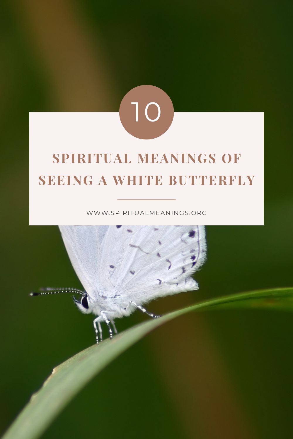 What Does The Color White Symbolize? (Spiritual Meanings)