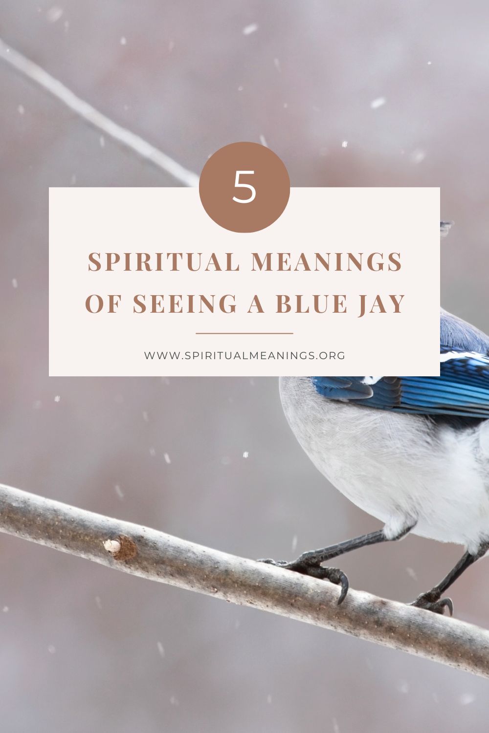 What Does it Mean When You See a Blue Jay?