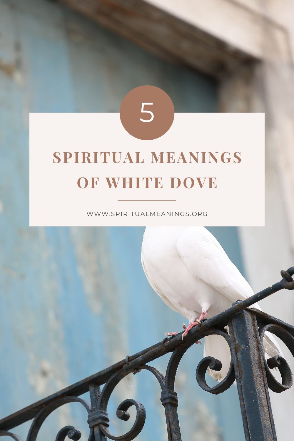 What Is The Spiritual Meaning of a Dove in Your Dreams?