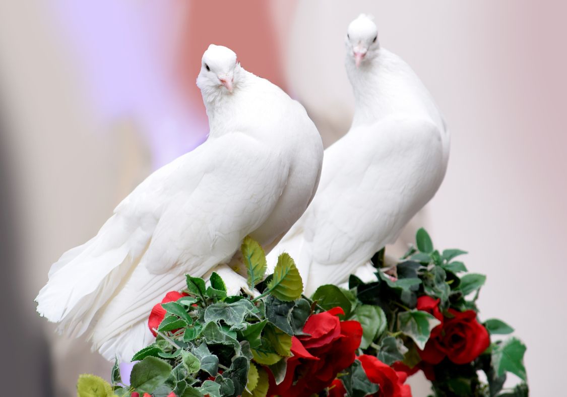 What Is the Spiritual Meaning of a White Dove?