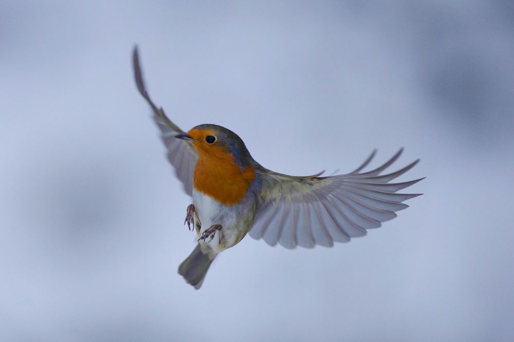 What Is the Symbolism and Spiritual Meanings of a Robin