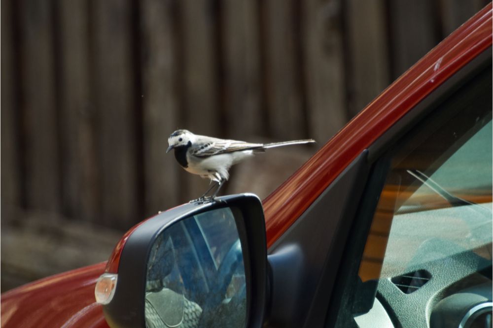 What Part of the Car Hit the Bird? (Spiritual Meanings)