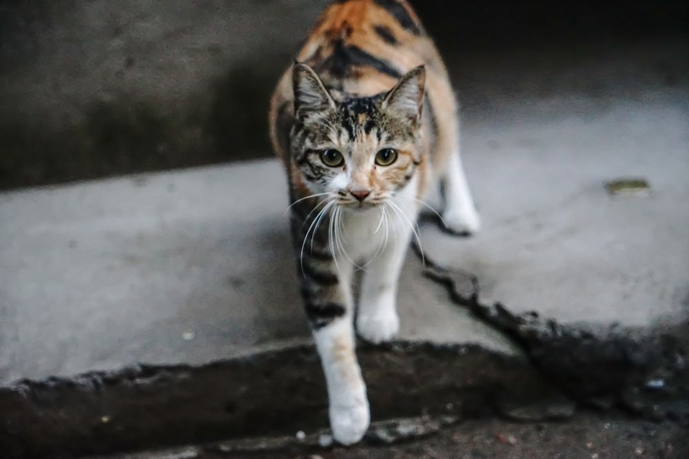 What To Do When A Stray Cat Follows You