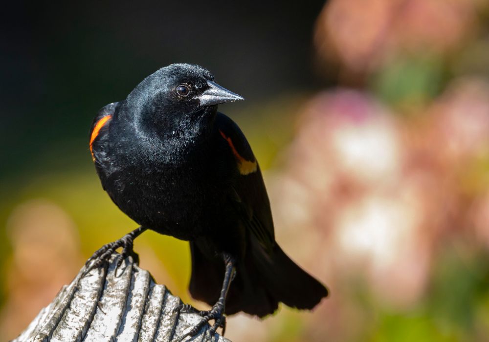 What are the spiritual meanings of a red winged blackbird?