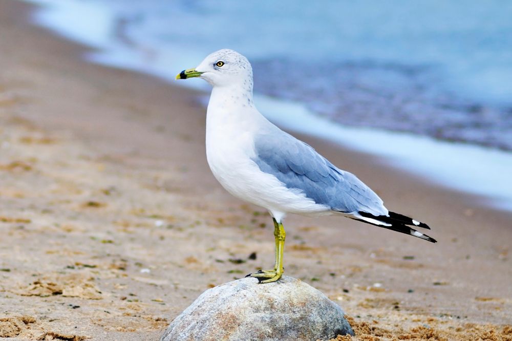 What can we learn from the seagull? (spiritual meanings)