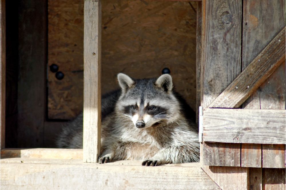 What does it mean if you see a raccoon? (spiritual meanings)