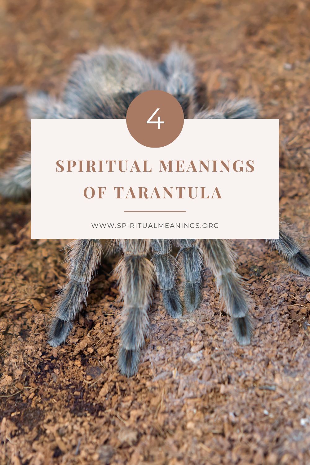 What is a Tarantula?