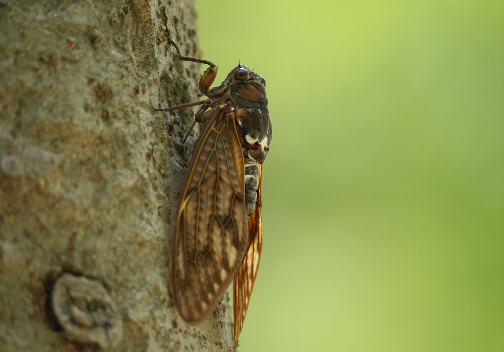 What is the Cicadas spirit animal meaning?