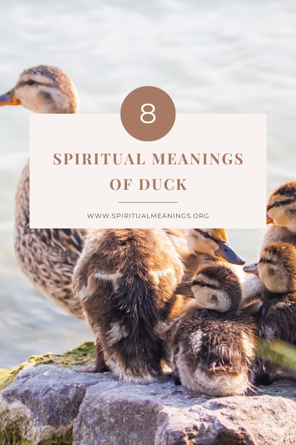 What is the Meaning of Duck as an Omen?