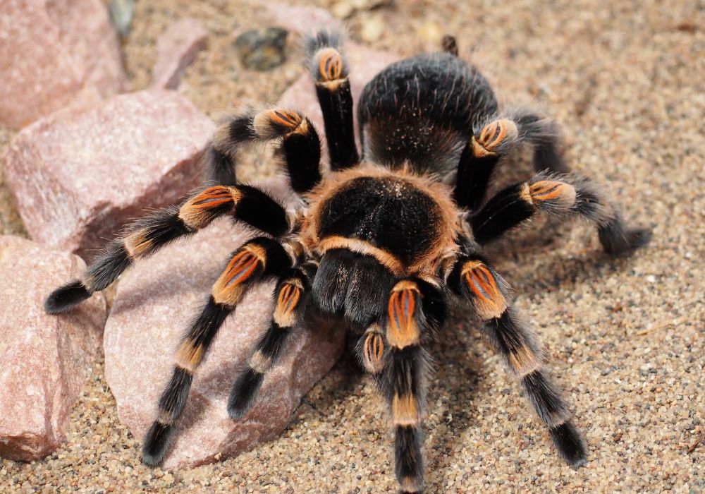 What is the biblical meaning of tarantulas in dreams?
