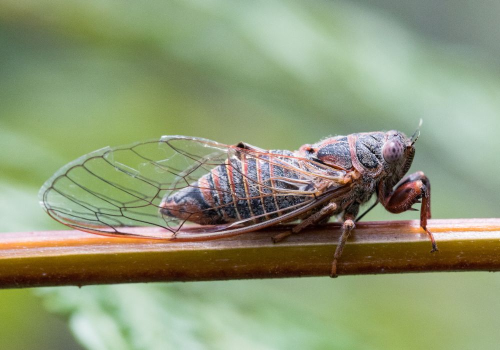 What is the cicada symbolism in the bible?