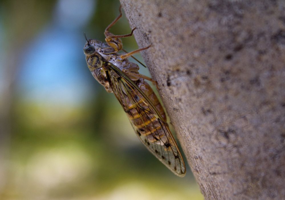 What is the meaning of cicadas in dreams?