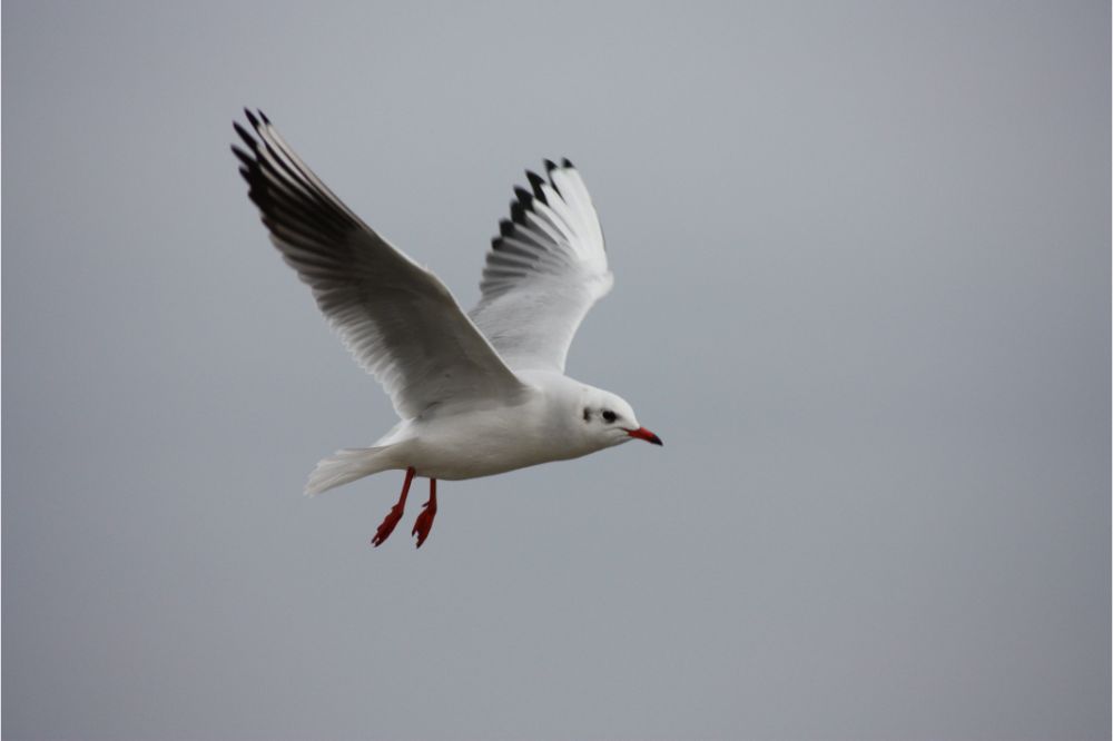 What messages can the seagull bring us? (Spiritual Meanings)