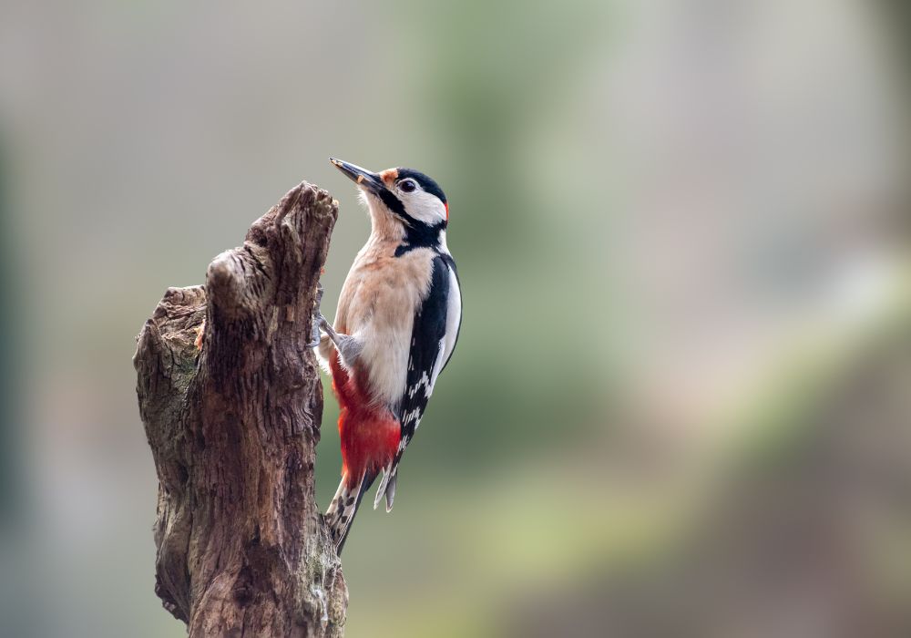 When Do You Need The Woodpecker Spirit?