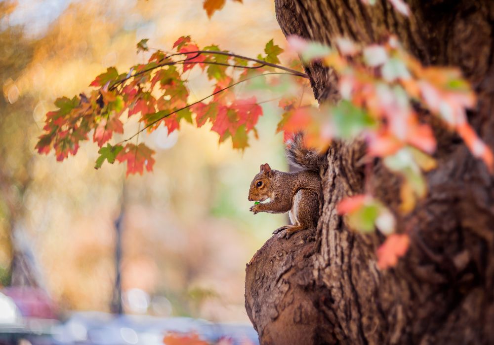 When Should You Call On Your Squirrel Spirit Animal? (Spiritual Meanings)