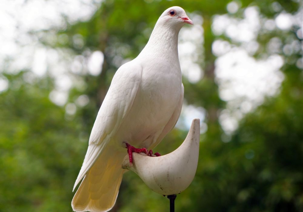 White Dove Spiritual Meaning