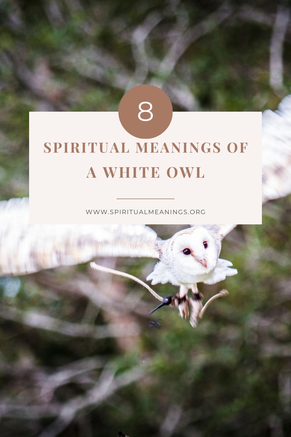 White Owls in the Ancient World