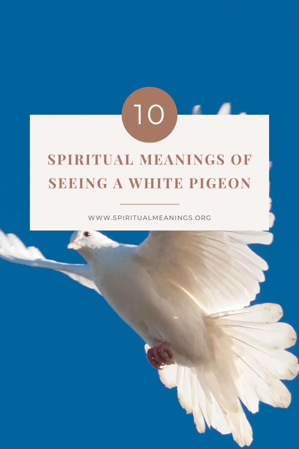 Why white pigeons are so special