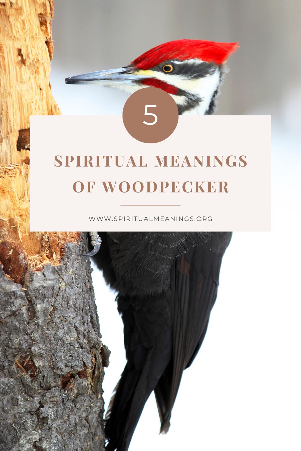 Woodpecker Spirit Animal