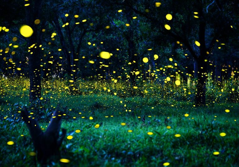 9 Spiritual Meanings of a Firefly Landing On You