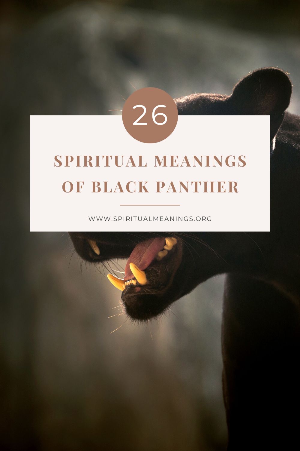 black-panther-spiritual-meanings