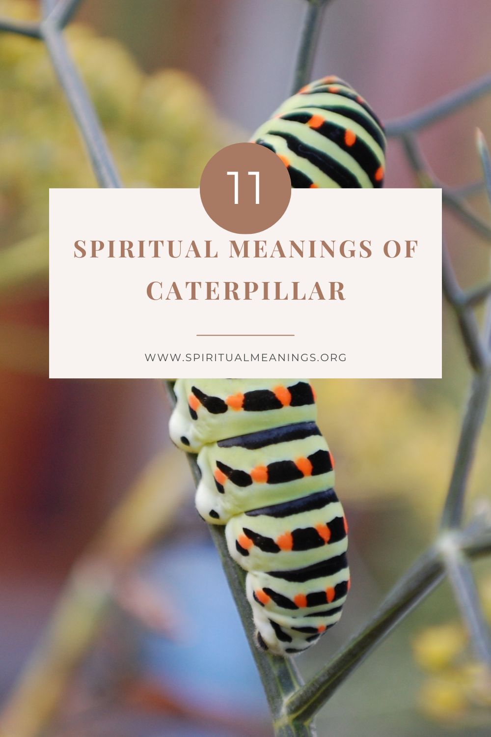 caterpillars make great spirit guides