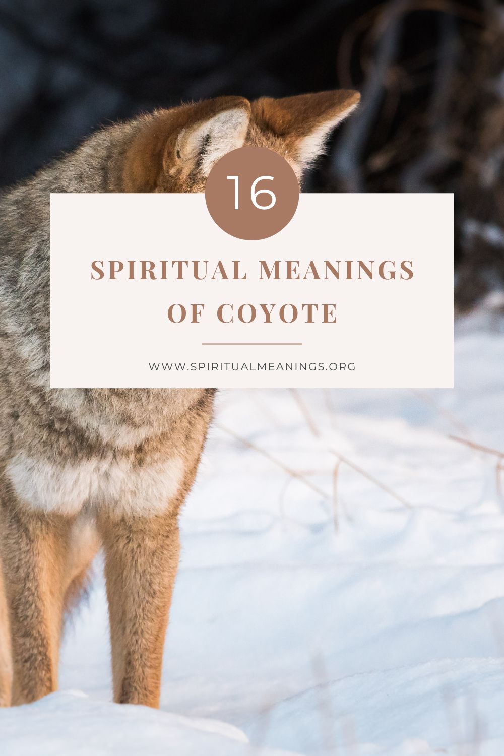 coyote-spiritual-meanings