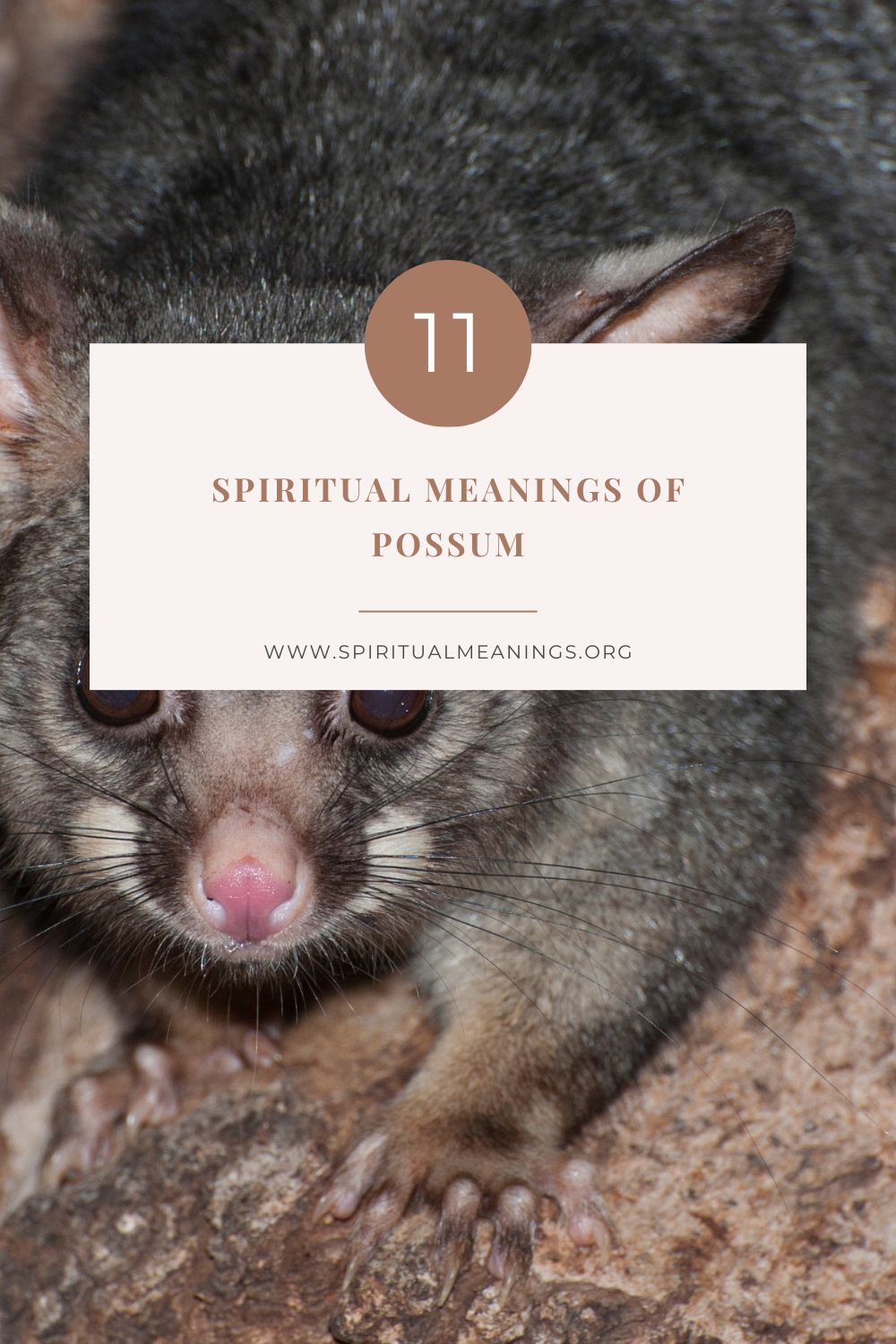 possum-spiritual-meanings