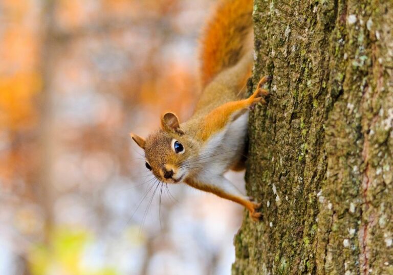 8 Spiritual Meanings Of Seeing a Squirrel