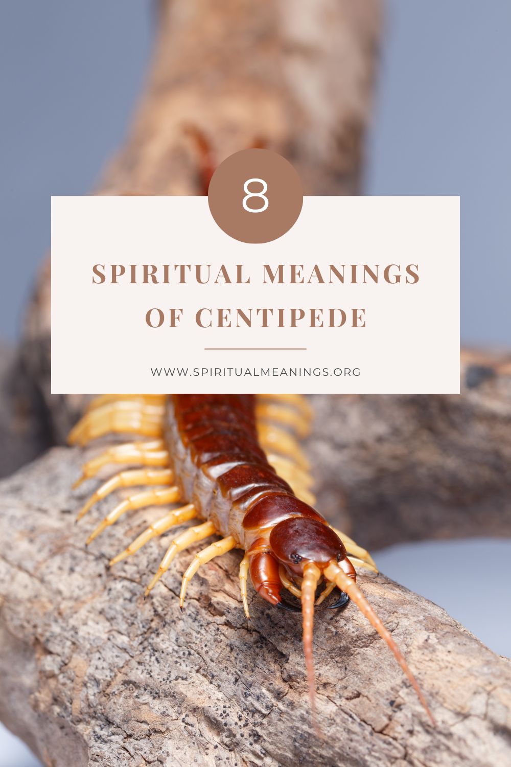 what do centipedes symbolize?