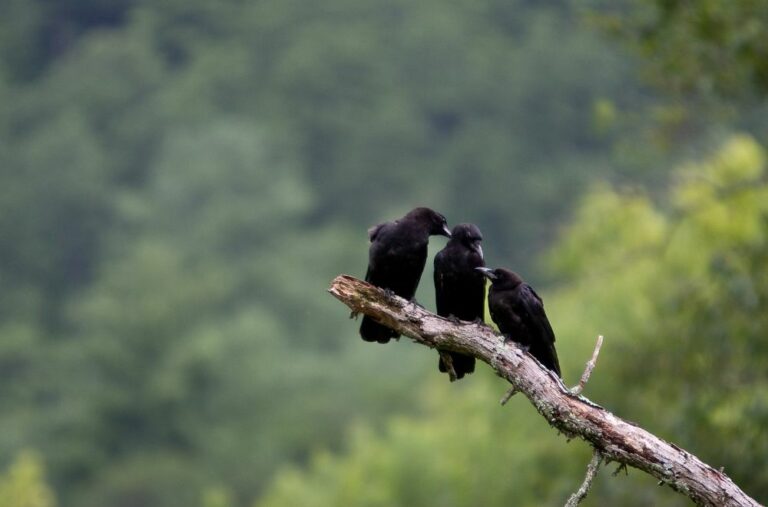 11 Spiritual Meanings of 3 Crows