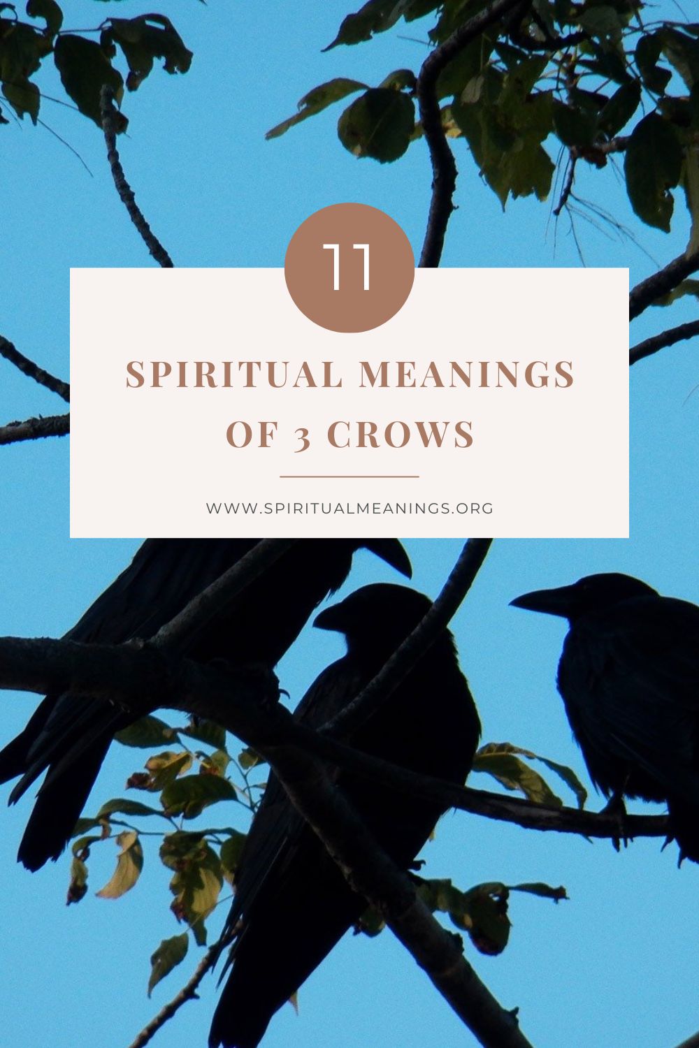 11 Spiritual Meanings of 3 Crows pin