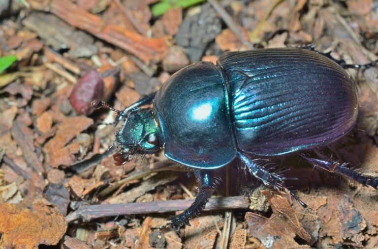 11 Spiritual Meanings of Beetle