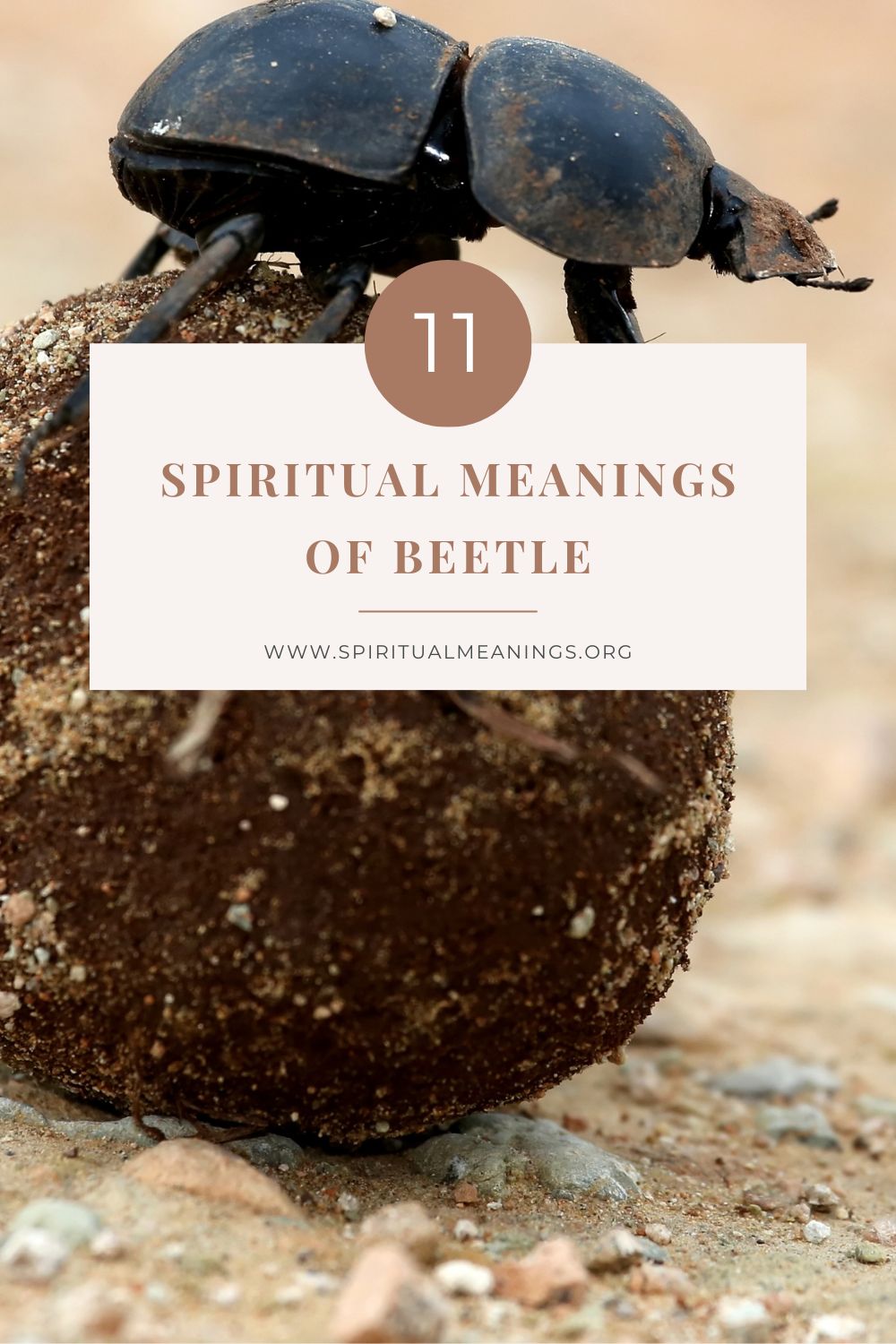 11 Spiritual Meanings of Beetle pin