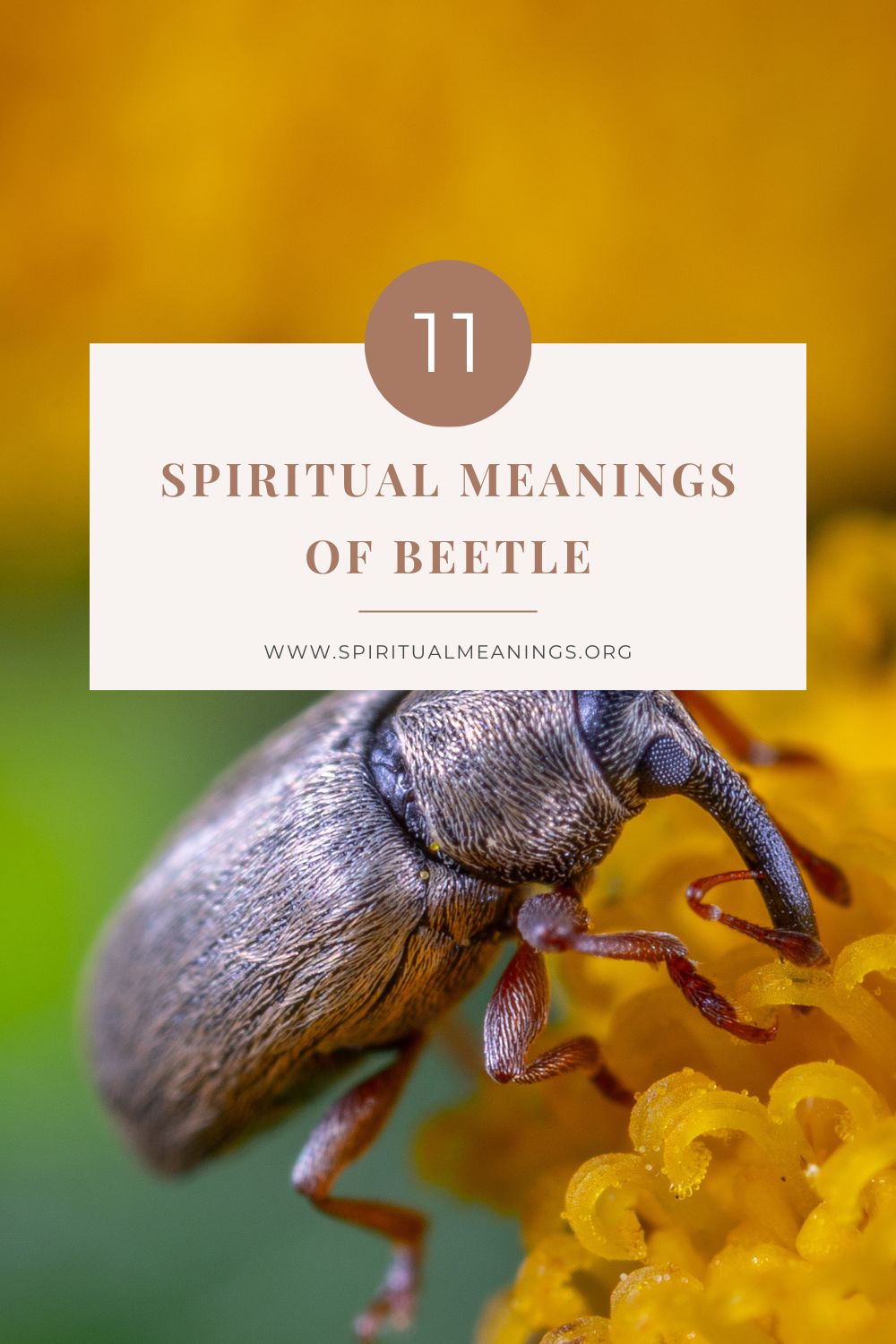 11 Spiritual Meanings of Beetle pin
