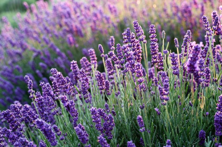 11 Spiritual Meanings of Lavender