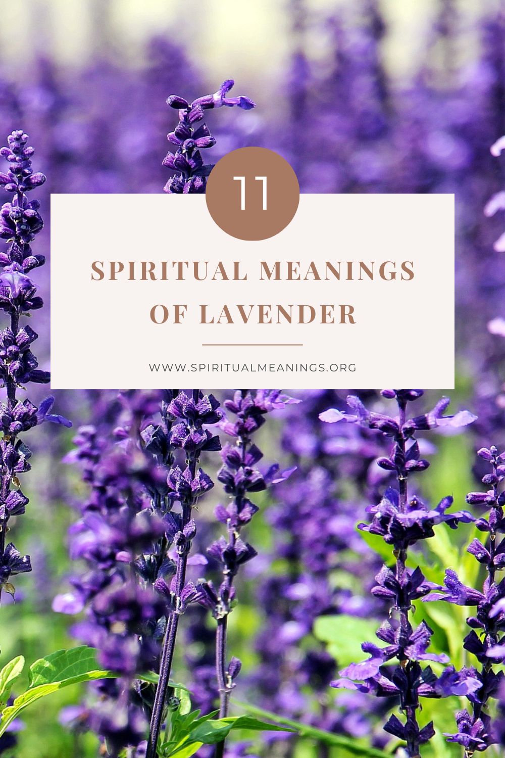 11 Spiritual Meanings of Lavender pin
