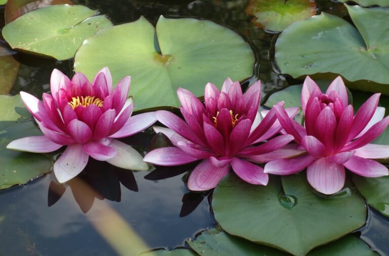 11 Spiritual Meanings of Lotus Flower